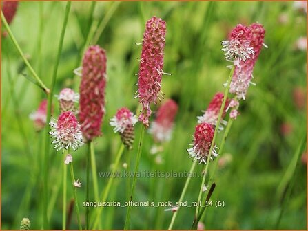 Sanguisorba officinalis &#039;Rock and Roll&#039; | Pimpernel