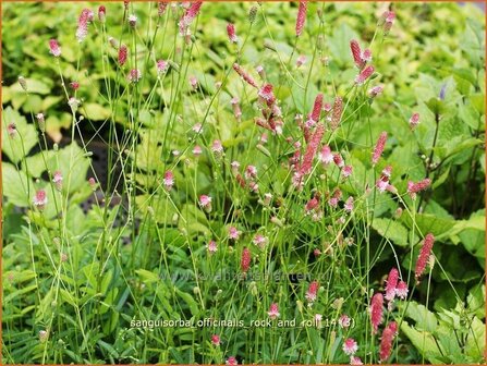 Sanguisorba officinalis &#039;Rock and Roll&#039; | Pimpernel