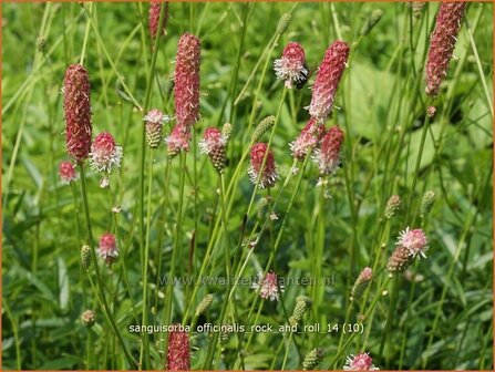 Sanguisorba officinalis &#039;Rock and Roll&#039; | Pimpernel