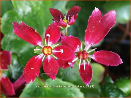 Saxifraga cortusifolia &#039;Beni Tsukasa&#039; | Steenbreek