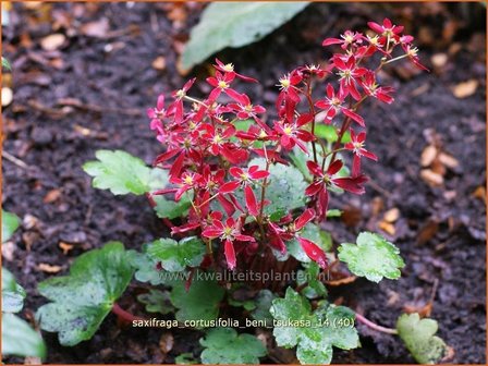 Saxifraga cortusifolia &#039;Beni Tsukasa&#039; | Steenbreek