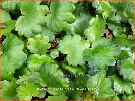 Saxifraga cortusifolia &#039;Beni Tsukasa&#039; | Steenbreek