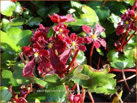Saxifraga cortusifolia &#039;Beni Tsukasa&#039; | Steenbreek