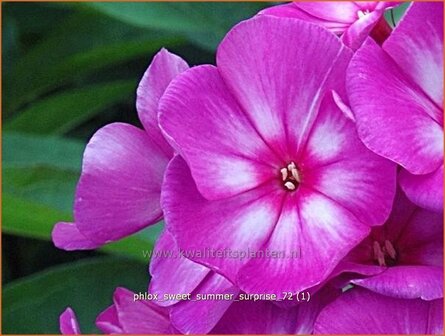 Phlox &#039;Sweet Summer Surprise&#039; | Hoge vlambloem, Vlambloem, Flox, Floks | Hohe Flammenblume | Border Phlox