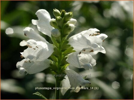 Physostegia virginiana &#039;Miss Manners&#039; | Scharnierbloem, Scharnierplant