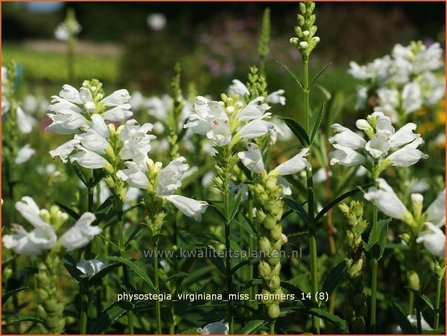 Physostegia virginiana &#039;Miss Manners&#039; | Scharnierbloem, Scharnierplant