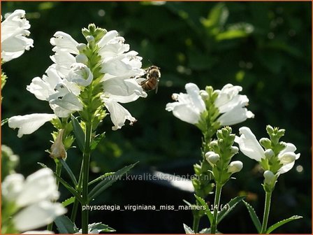 Physostegia virginiana &#039;Miss Manners&#039; | Scharnierbloem, Scharnierplant