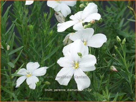 Linum perenne &#039;Diamant&#039; | Vlas