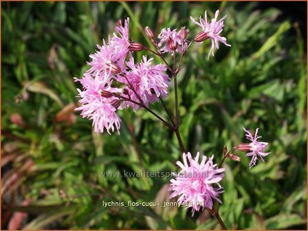 Lychnis flos-cuculi &#039;Jenny&#039; | Echte koekoeksbloem