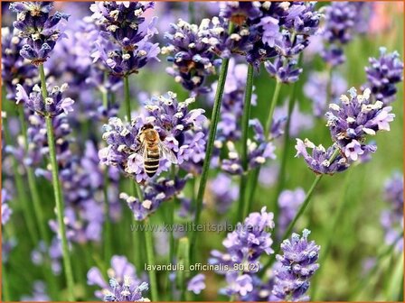 Lavandula angustifolia | Gewone lavendel, Echte lavendel, Lavendel
