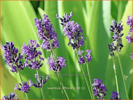 Lavandula angustifolia | Gewone lavendel, Echte lavendel, Lavendel