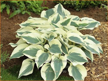 Hosta &#039;Firn Line&#039; | Hartlelie, Funkia