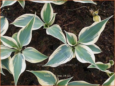 Hosta &#039;Firn Line&#039; | Hartlelie, Funkia