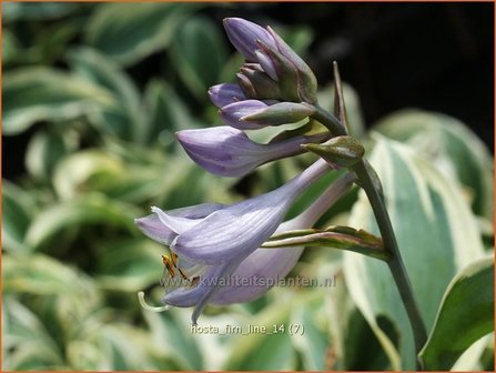 Hosta &#039;Firn Line&#039; | Hartlelie, Funkia