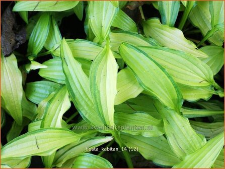 Hosta &amp;#39;Kabitan&amp;#39; | Hosta, Hartlelie, Funkia | Funkie