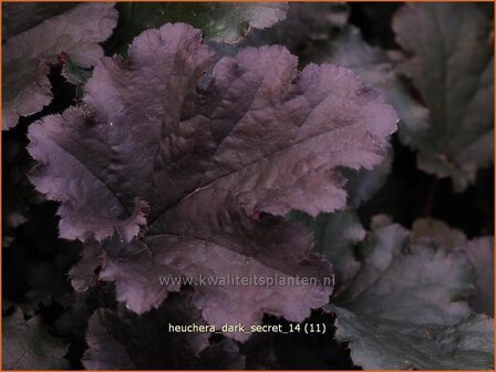 Heuchera &#039;Dark Secret&#039; | Purperklokje