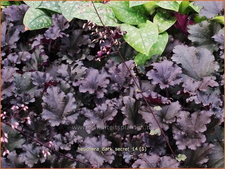 Heuchera &#039;Dark Secret&#039; | Purperklokje