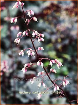 Heuchera &#039;Dark Secret&#039; | Purperklokje