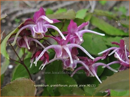 Epimedium grandiflorum 'Purple Pixie' | Elfenbloem