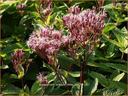 Eupatorium dubium 'Little Joe' | Leverkruid, Koninginnekruid
