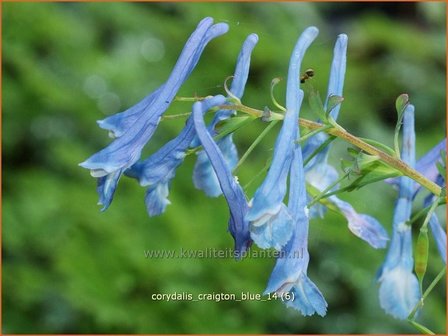 Corydalis &amp;#39;Craigton Blue&amp;#39; | Helmbloem | Lerchensporn