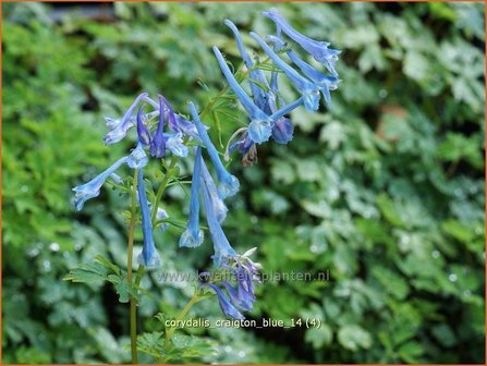 Corydalis &amp;#39;Craigton Blue&amp;#39; | Helmbloem | Lerchensporn