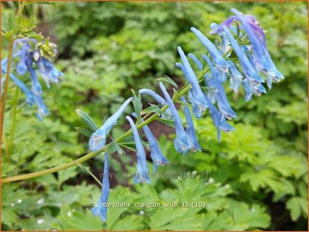 Corydalis &amp;#39;Craigton Blue&amp;#39; | Helmbloem | Lerchensporn