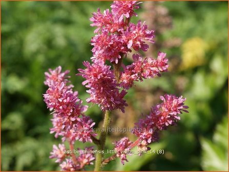 Astilbe chinensis &#039;Little Vision Pink&#039; | Spirea