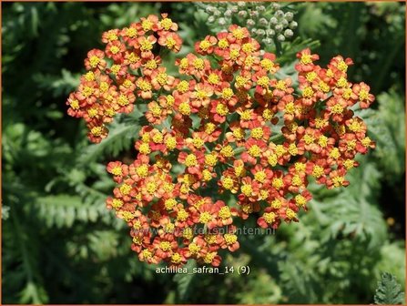 Achillea &#039;Safran&#039; | Duizendblad