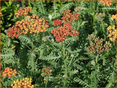 Achillea &#039;Safran&#039; | Duizendblad