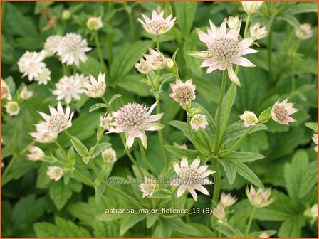 Astrantia major &#039;Florence&#039; | Zeeuws knoopje