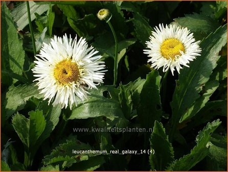 Leucanthemum &#039;Real Galaxy&#039; | Margriet