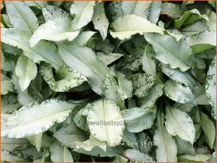Pulmonaria longifolia &#039;Diana Clare&#039; | Longkruid