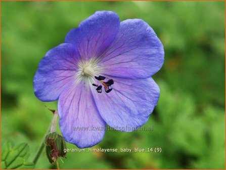 Geranium himalayense &#039;Baby Blue&#039; | Ooievaarsbek, Tuingeranium | Himalaya-Storchschnabel