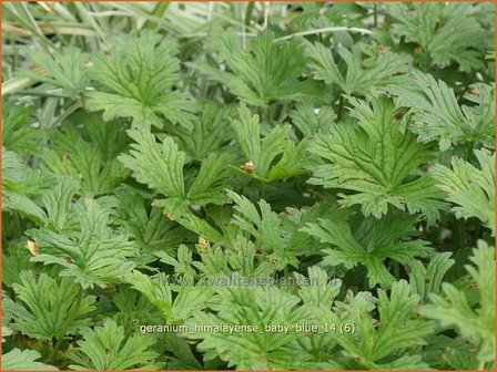 Geranium himalayense &#039;Baby Blue&#039; | Ooievaarsbek, Tuingeranium | Himalaya-Storchschnabel