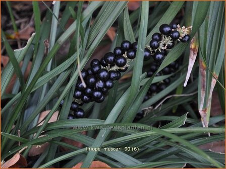 Liriope muscari | Leliegras