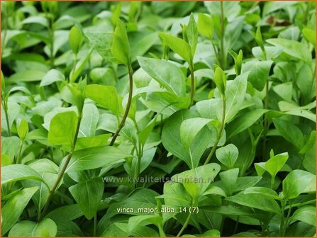 Vinca major &#039;Alba&#039; | Grote maagdenpalm