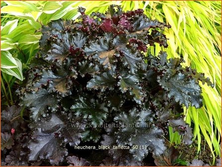 Heuchera &#039;Black Taffetta&#039; | Purperklokje