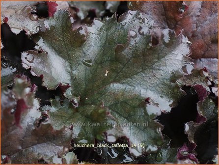 Heuchera &#039;Black Taffetta&#039; | Purperklokje