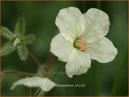 Erodium chrysanthum | Reigersbek