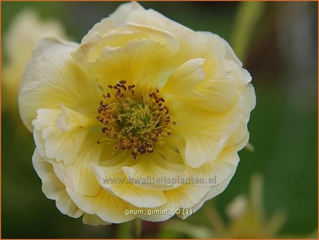 Geum 'Gimlet' | Nagelkruid | Nelkenwurz