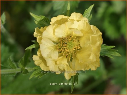 Geum 'Gimlet' | Nagelkruid | Nelkenwurz