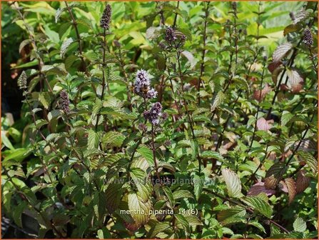 Mentha piperita | Bastaardmelisse, Pepermunt, Munt