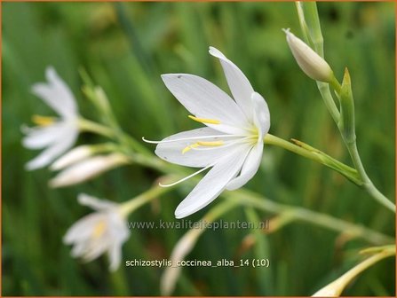 Schizostylis coccinea &#039;Alba&#039; | Moerasgladiool, Kafferlelie