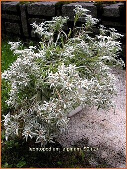 Leontopodium alpinum | Edelweiss