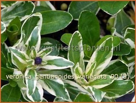 Veronica gentianoides &#039;Variegata&#039; | Gentiaan-ereprijs, Ereprijs