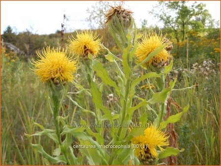 Centaurea macrocephala | Centaurie, Korenbloem