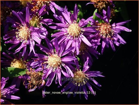 Aster novi-belgii 'Violetta' | Aster