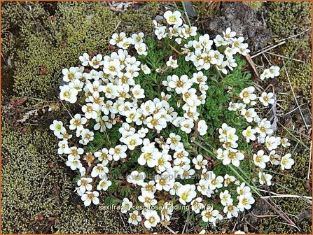 Saxifraga cespitosa &#039;Findling&#039; | Steenbreek, Mossteenbreek