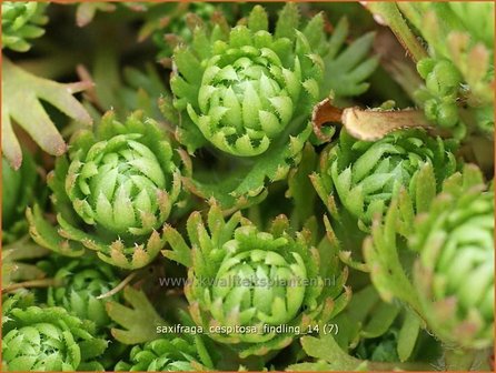 Saxifraga cespitosa &#039;Findling&#039; | Steenbreek, Mossteenbreek